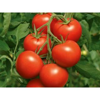 Tomaten Strauchtomaten