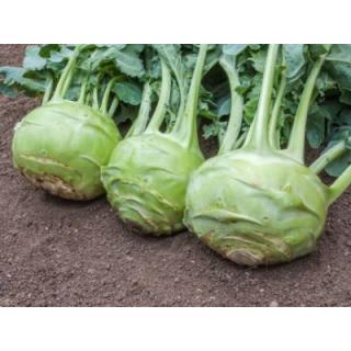Kohlrabi Superschmelz