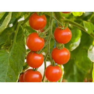 Cocktail-Tomaten
