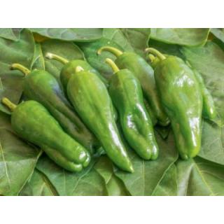 Paprika grün