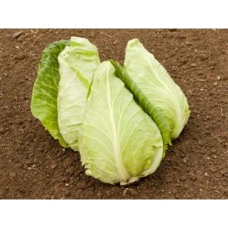 Spitzkraut weiß