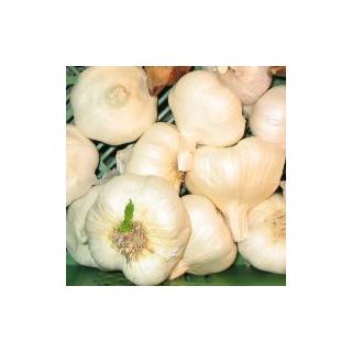 Knoblauch frisch