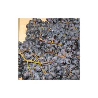 Trauben rot Black Magic kernarm