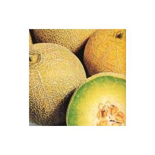 Honigmelone Galia