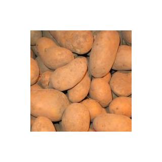 Kartoffeln festk. Früh "Anuschka"