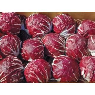 Radicchio